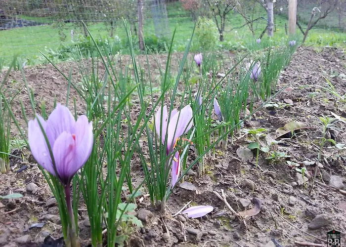 Bed & Breakfast Il Fienile Di